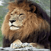 LionCondemned's Avatar