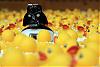duckobsessed's Avatar